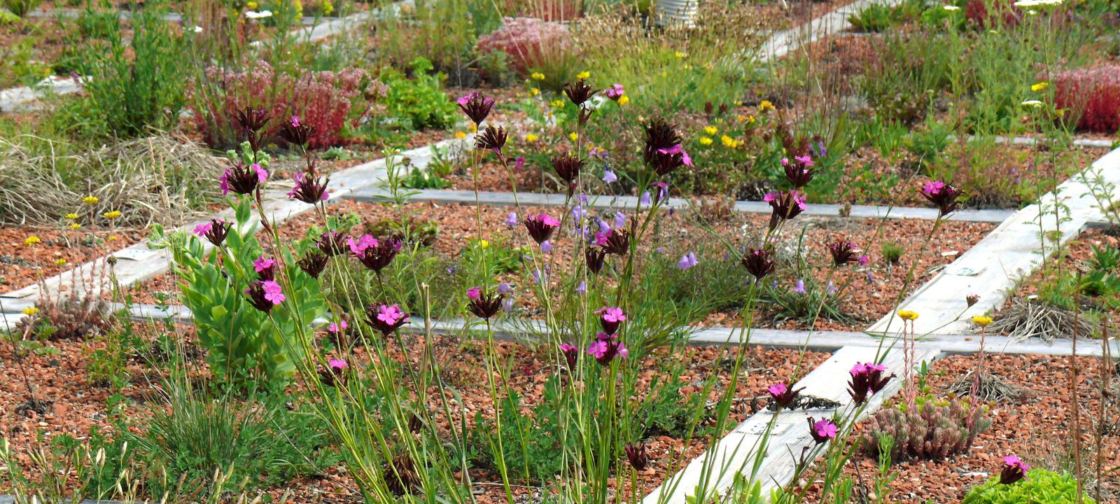 Different plots with plants in substrate